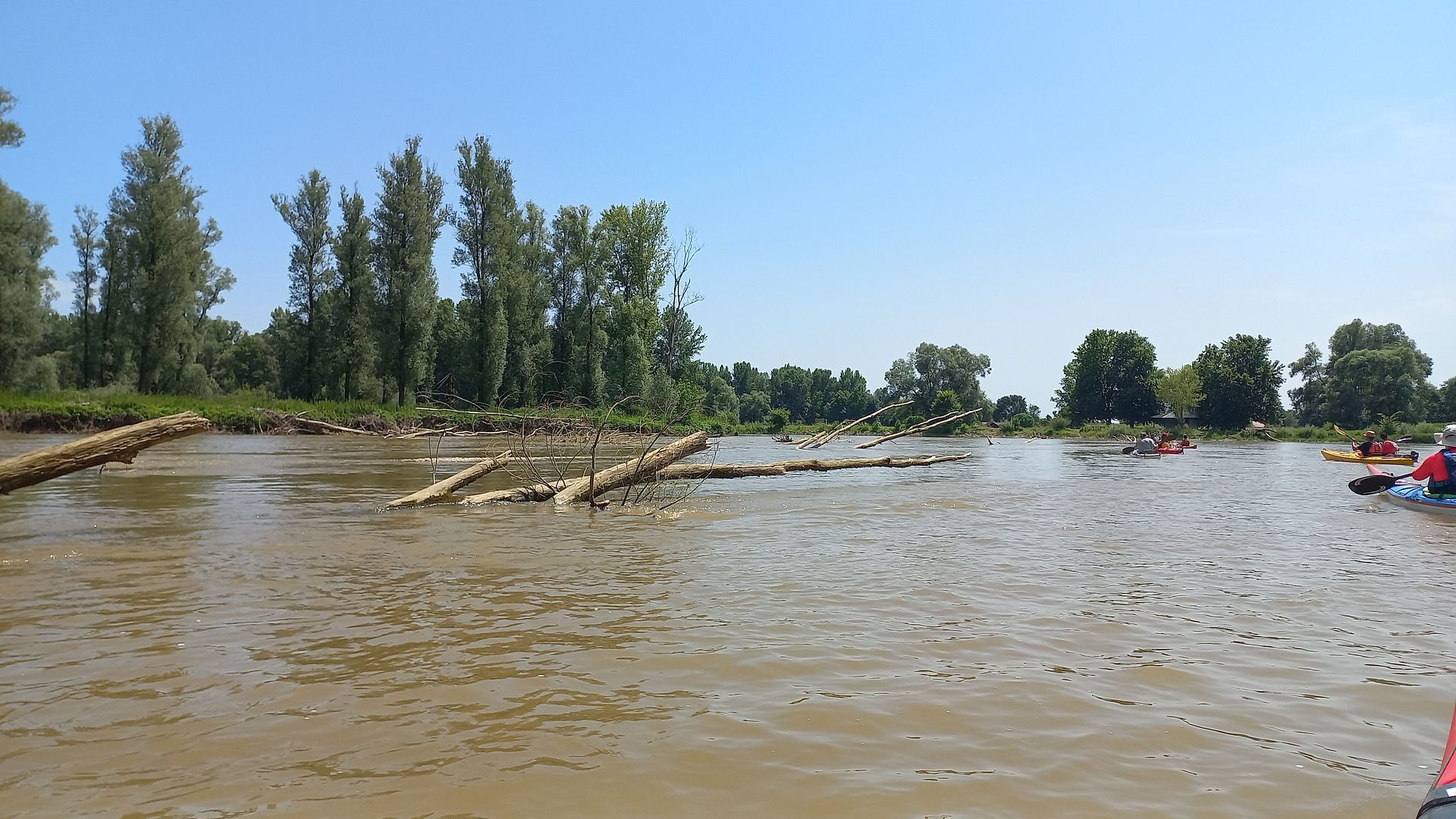 © Dieter K. 19.7.23 Kajak, Fluss Mur (Mura), Abschnitt Sveti Martin na Muri - Mündung in Drau Totholz