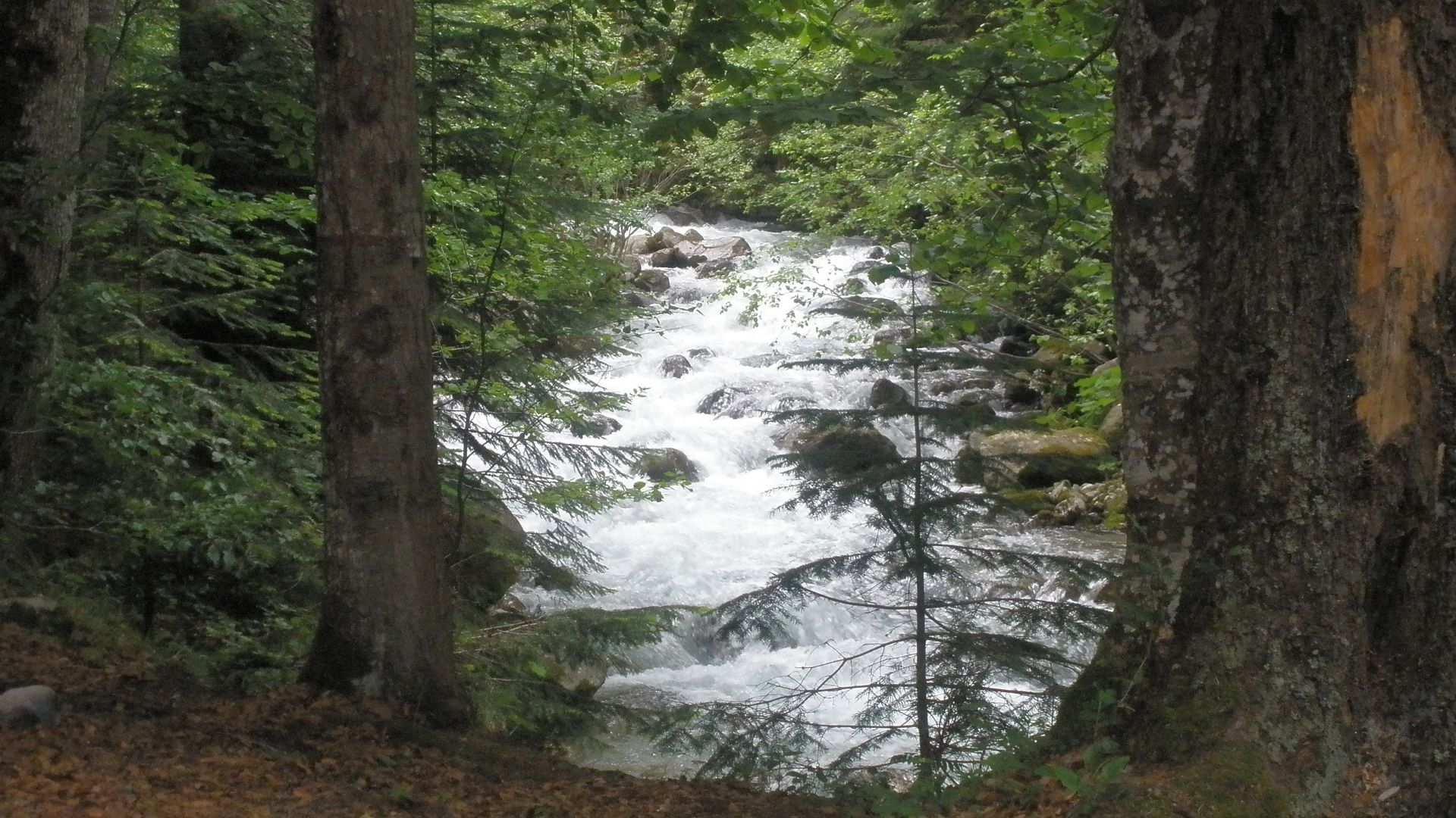 Kajak, Fluss Rilska Reka, Abschnitt Ilijna Reka - Eleshnitsa (Oberlauf)